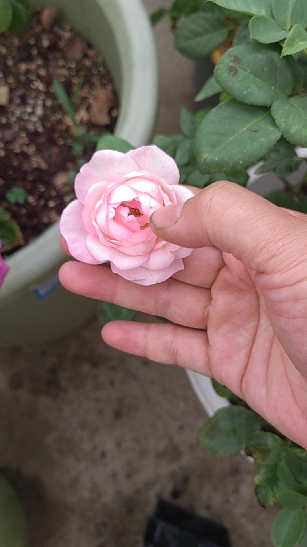 草莓杏仁饼月季又复花了