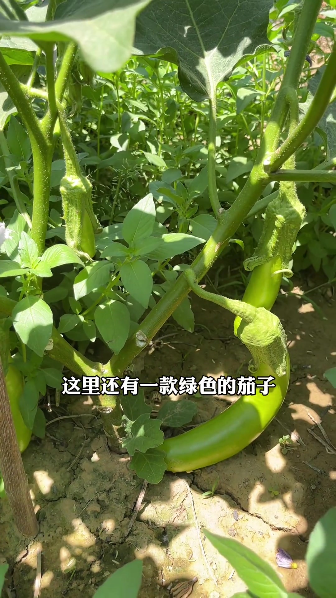 到菜园摘蔬菜，带女儿放泥鳅捡鸡蛋，体验田园乐趣