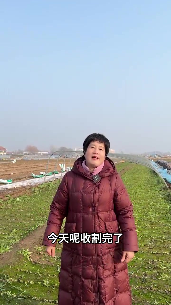今天给大家介绍下什么是移动式钢架韭菜大棚!