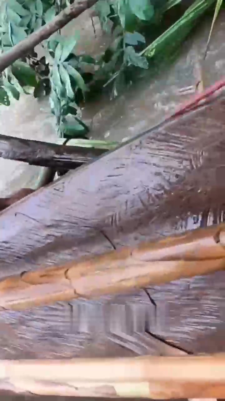 这条花斑鲶鱼被暗钩钓到估计有一个晚上了吧？早上起来收鱼还这么猛，拼命往河底树丛钻，多亏了这