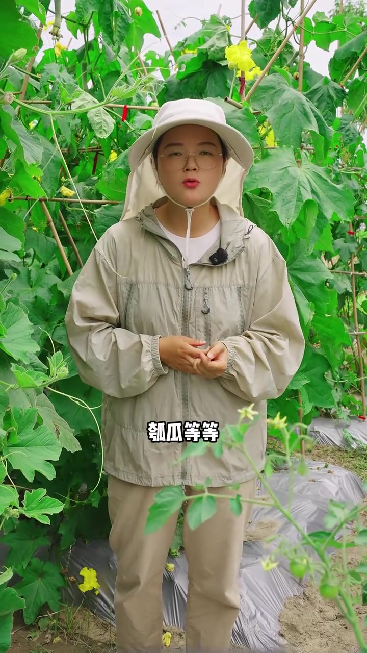 瓜类蔬菜坐不住瓜该怎么办?