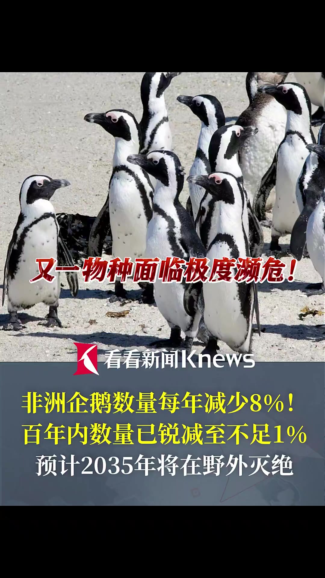 面临极度濒危!非洲企鹅或于2035年野外灭绝