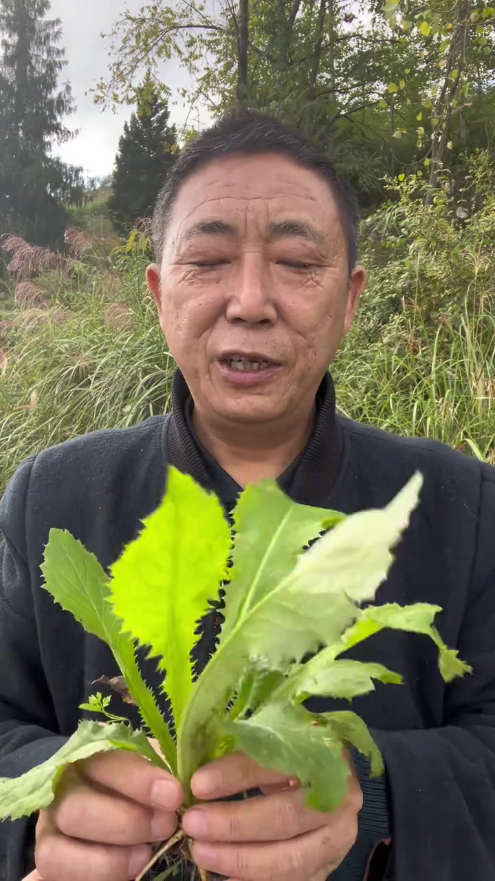 花叶滇苦菜，你们知道它有什么作用
