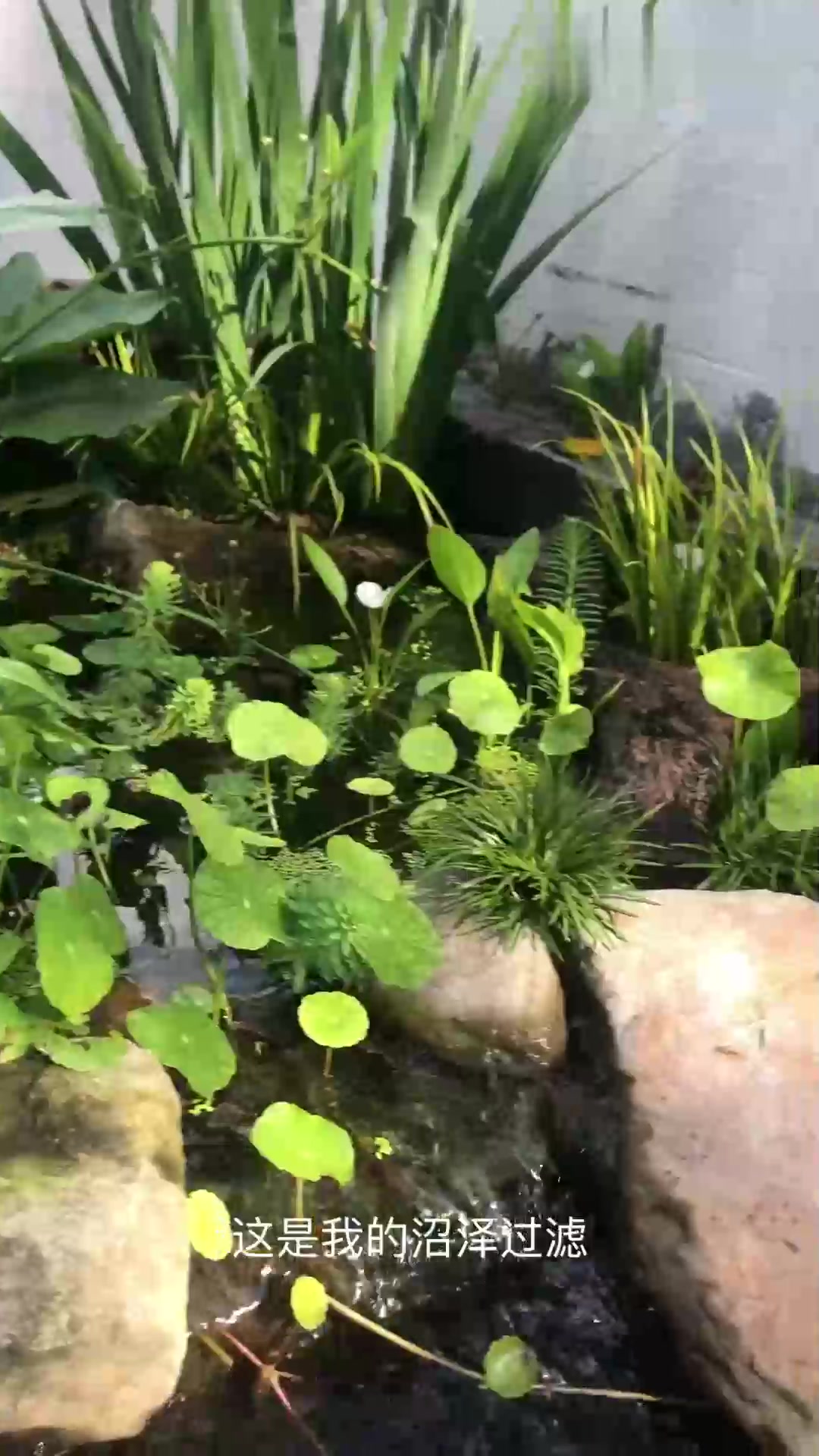 原生鱼池的沼泽过滤（详细版）