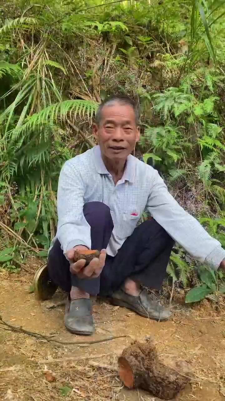 薯莨又名朱砂莲，鸡血莲。它被称为天然的植物染料。还是一种很好的中药