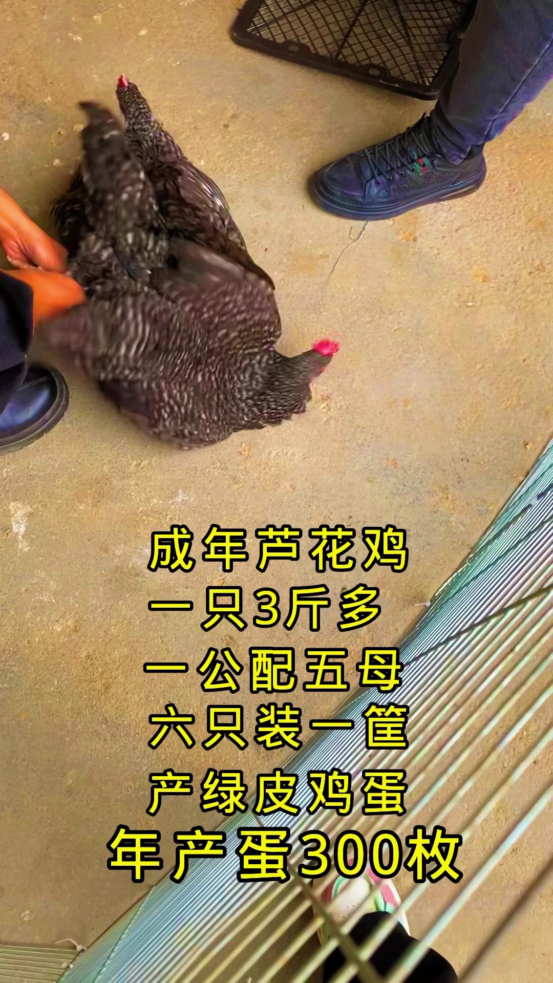 猪年下蛋芦花鸡回家就下蛋