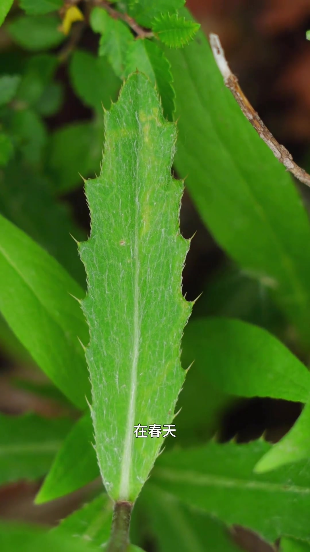 紫色小刷子花刺儿菜
