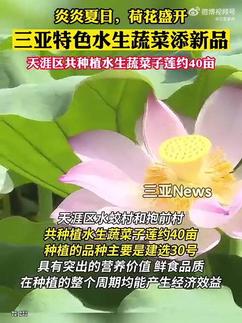 炎炎夏日，荷花盛开。子莲喜获丰收，三亚特色水生蔬菜添新品，天涯区共种植水生蔬菜子莲约40亩