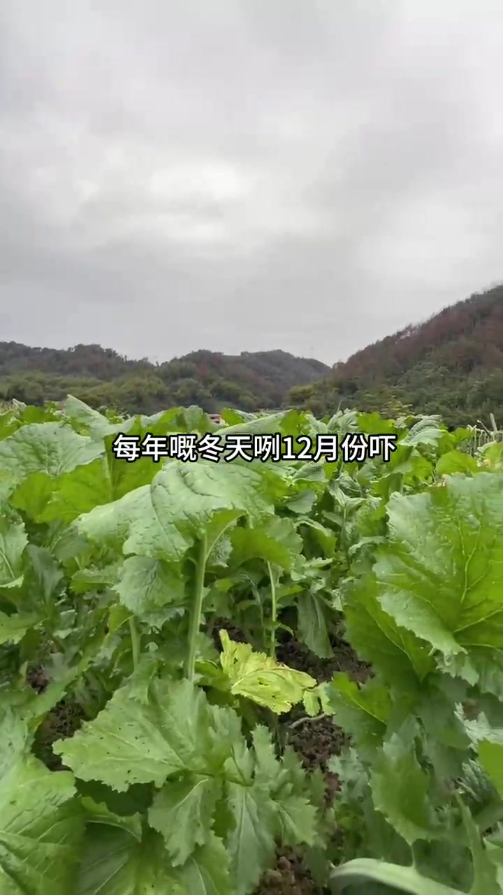 清香美味的广宁芥菜干!