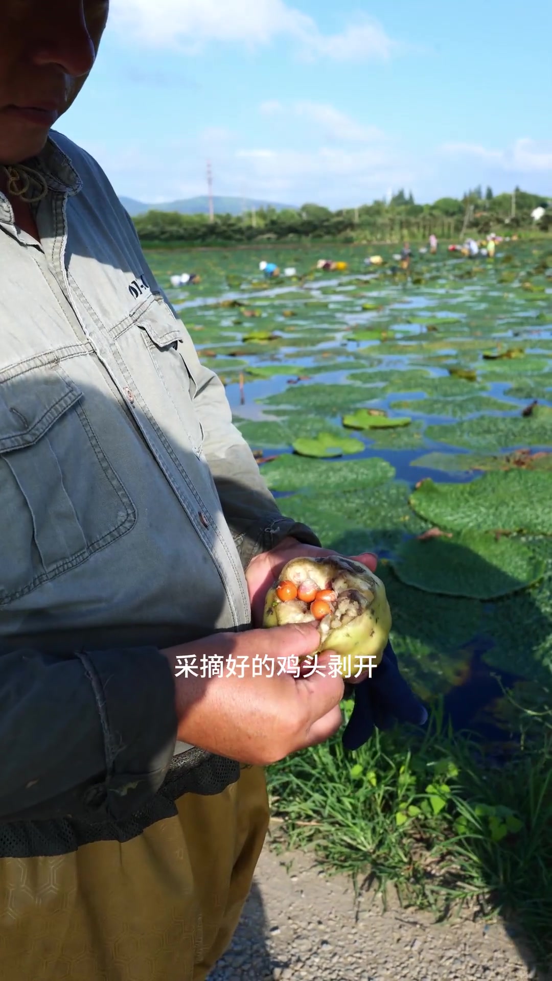 又到了苏州鸡头米上市的时节啦～它是水八仙之首，也是江南人的偏爱～