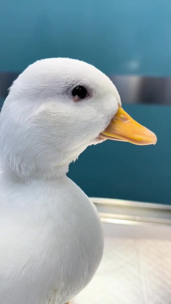 小鸭子内眼睑囊肿手术顺利切除