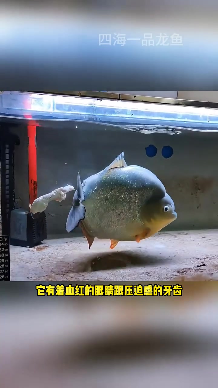 观赏鱼战斗力十大排行榜 水族 观赏鱼