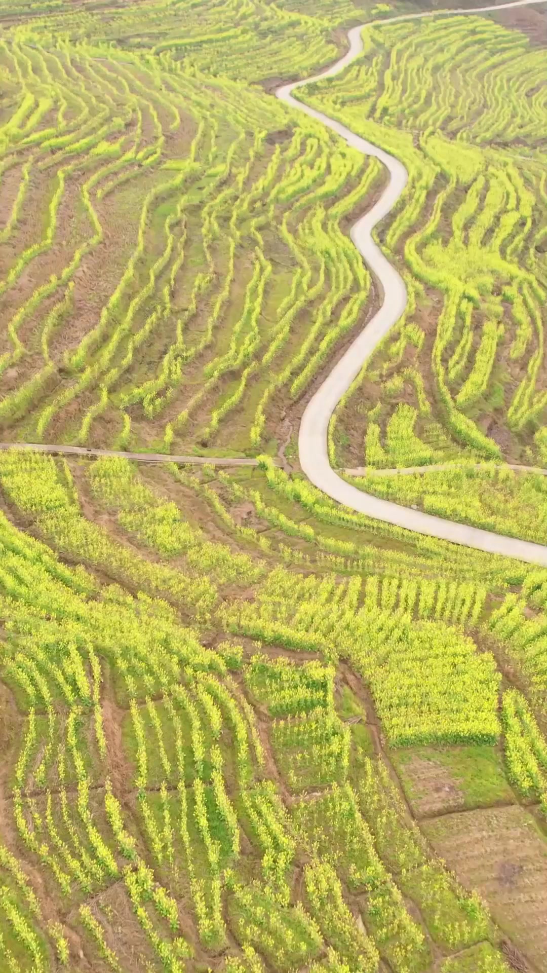 夏日旅游,没有施肥的梯田油菜花又是另外一种景象旅游推荐