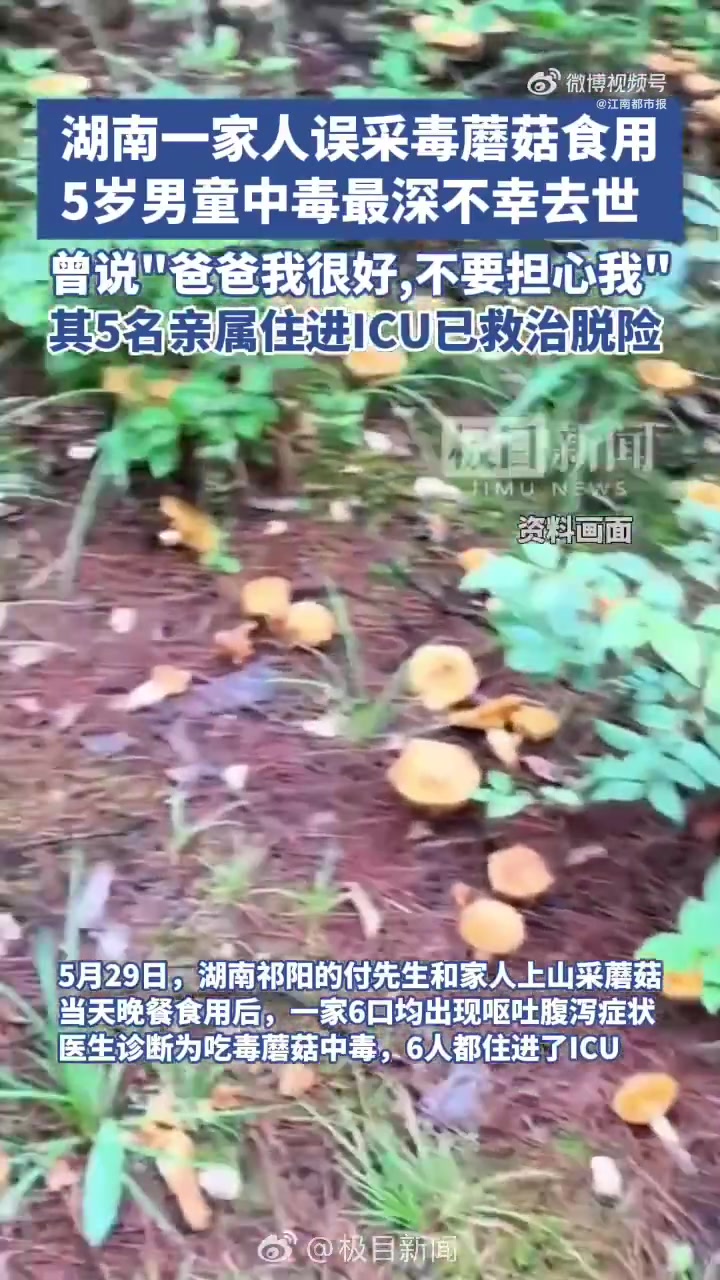 湖南永州祁阳市一名5岁男童因误食毒蘑菇不幸去世的事件引发广泛关注。该男童一家6口在5月29