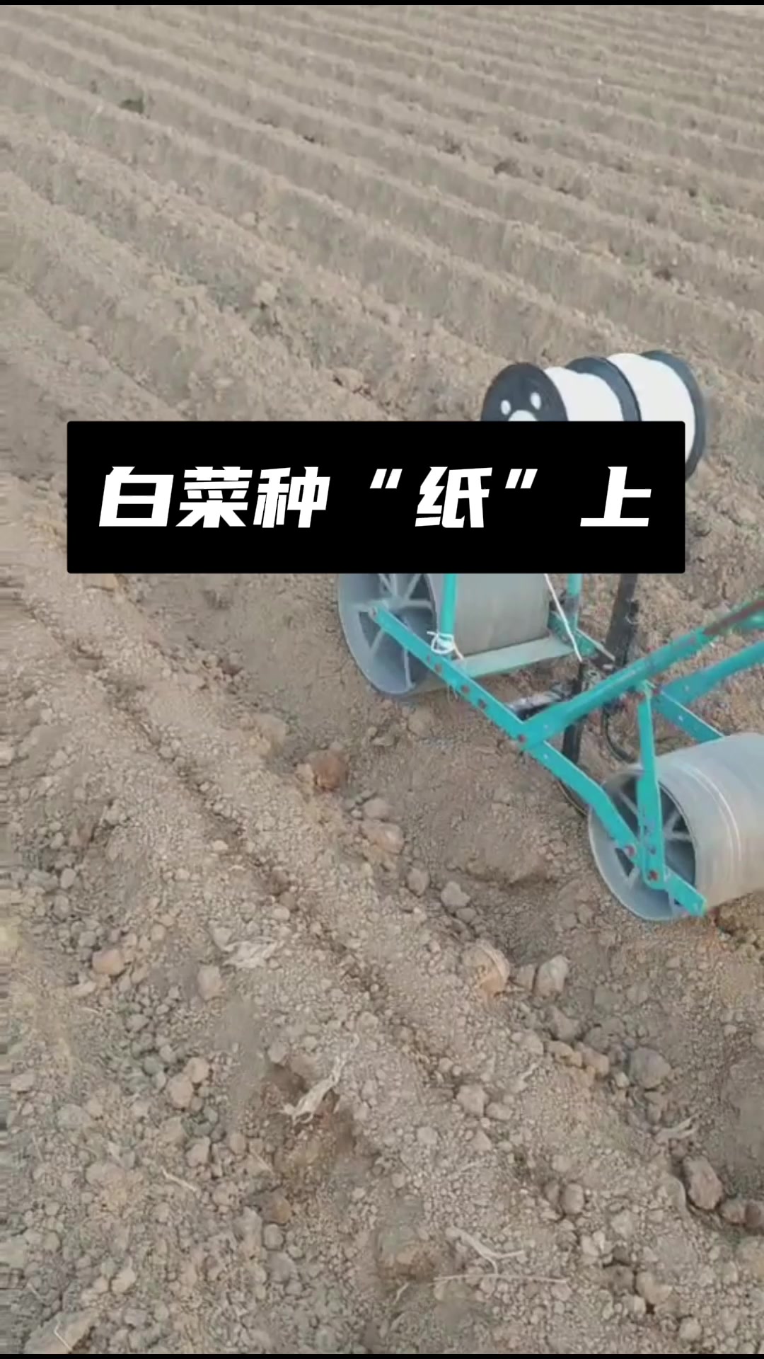 白菜种在“纸上”你敢相信吗