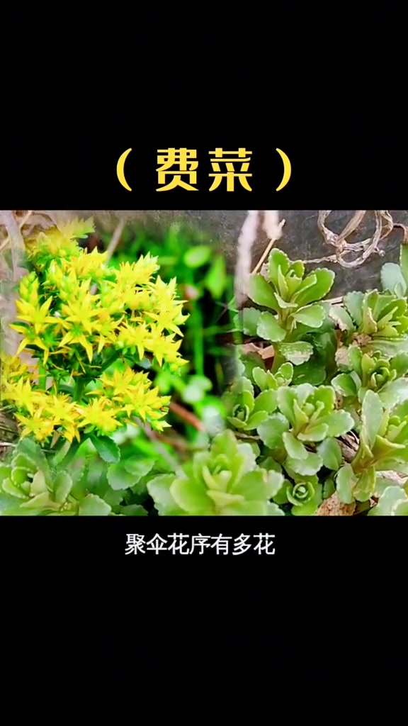 费菜,一种药食同源的植物