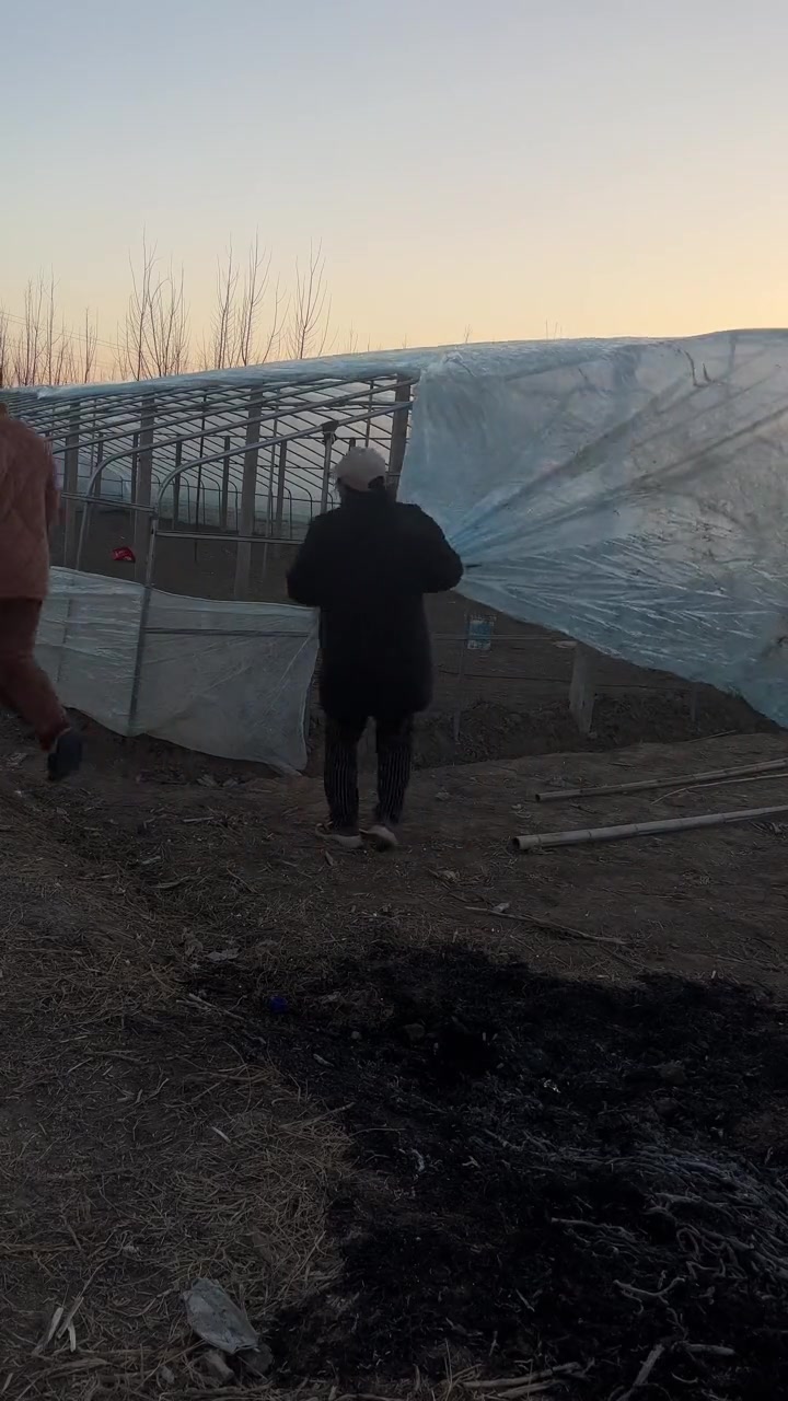 跟我妈学种菜—大棚搭建！总结：嫌我碍事……