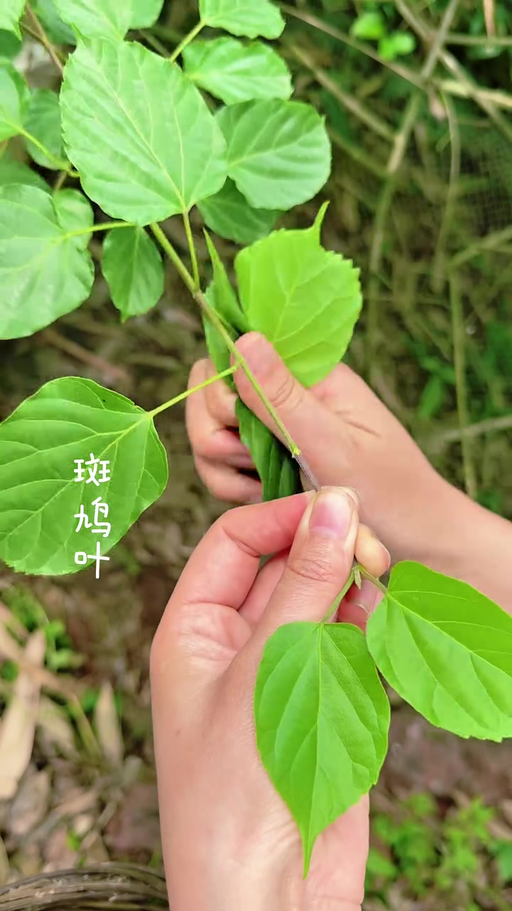 打雷的季节就像我们的心情一样,一会儿晴天一会儿雨天让人难以莫测