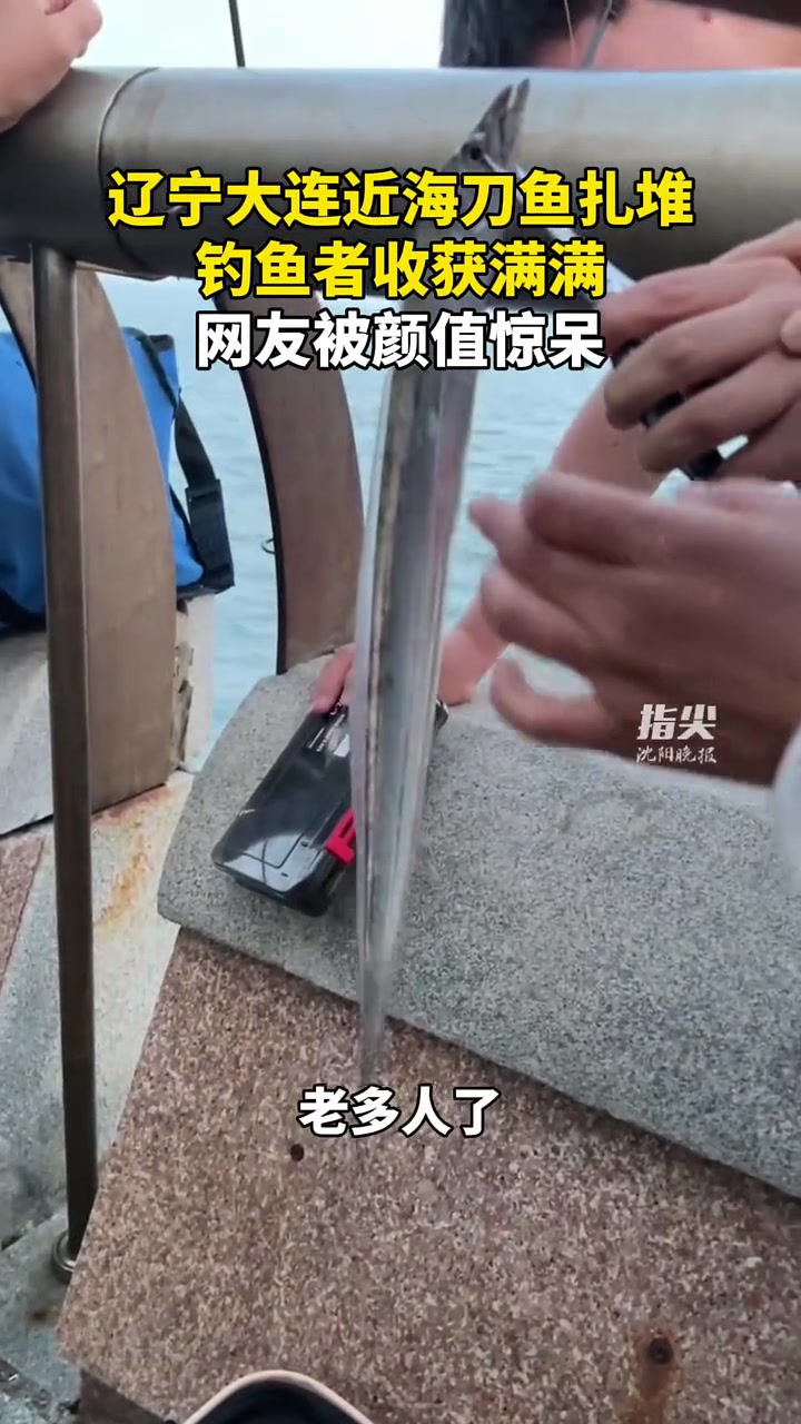 辽宁大连近海刀鱼扎堆 钓鱼者收获满满 网友被颜值惊呆（编辑 孟雪 责编 王牡丹）