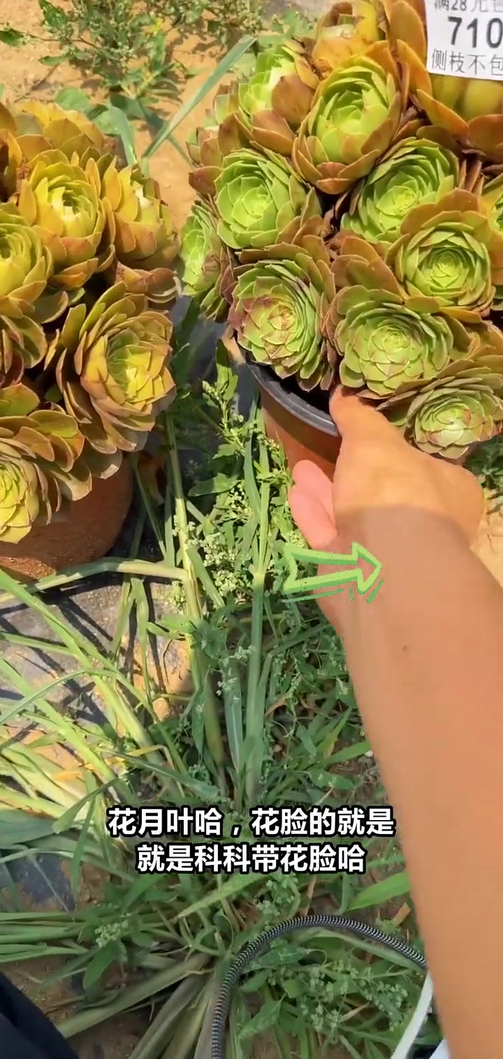 直播间特惠!黄金沙拉碗和花月叶秀球限时抢购