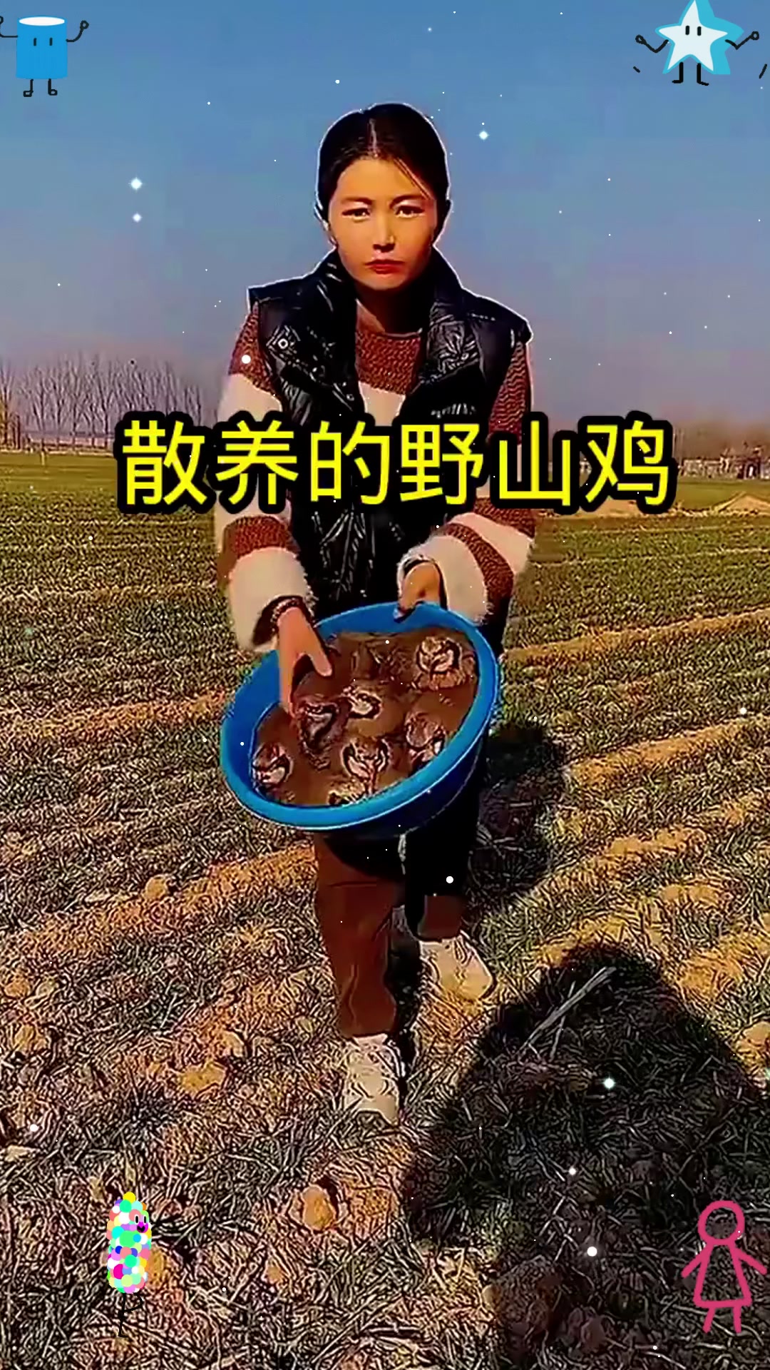 散养的野山鸡，太听话了