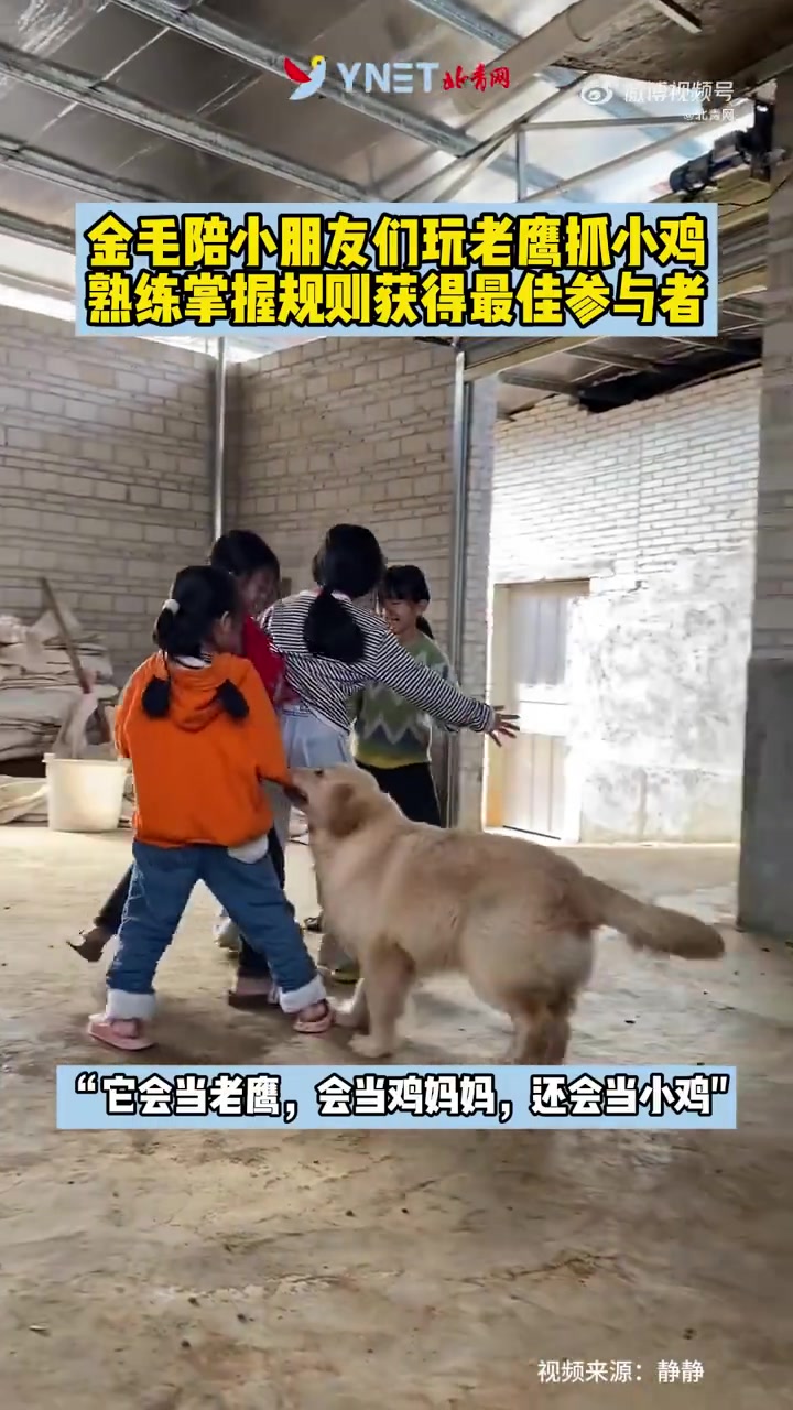 金毛陪小朋友们玩老鹰抓小鸡,熟练掌握规则获得最佳参与者