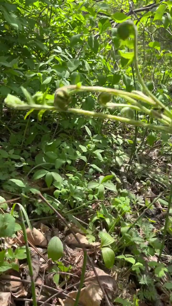 小小的山菜,却是林区人的生计!又到了采薇菜的季节,我们叫牛毛广!