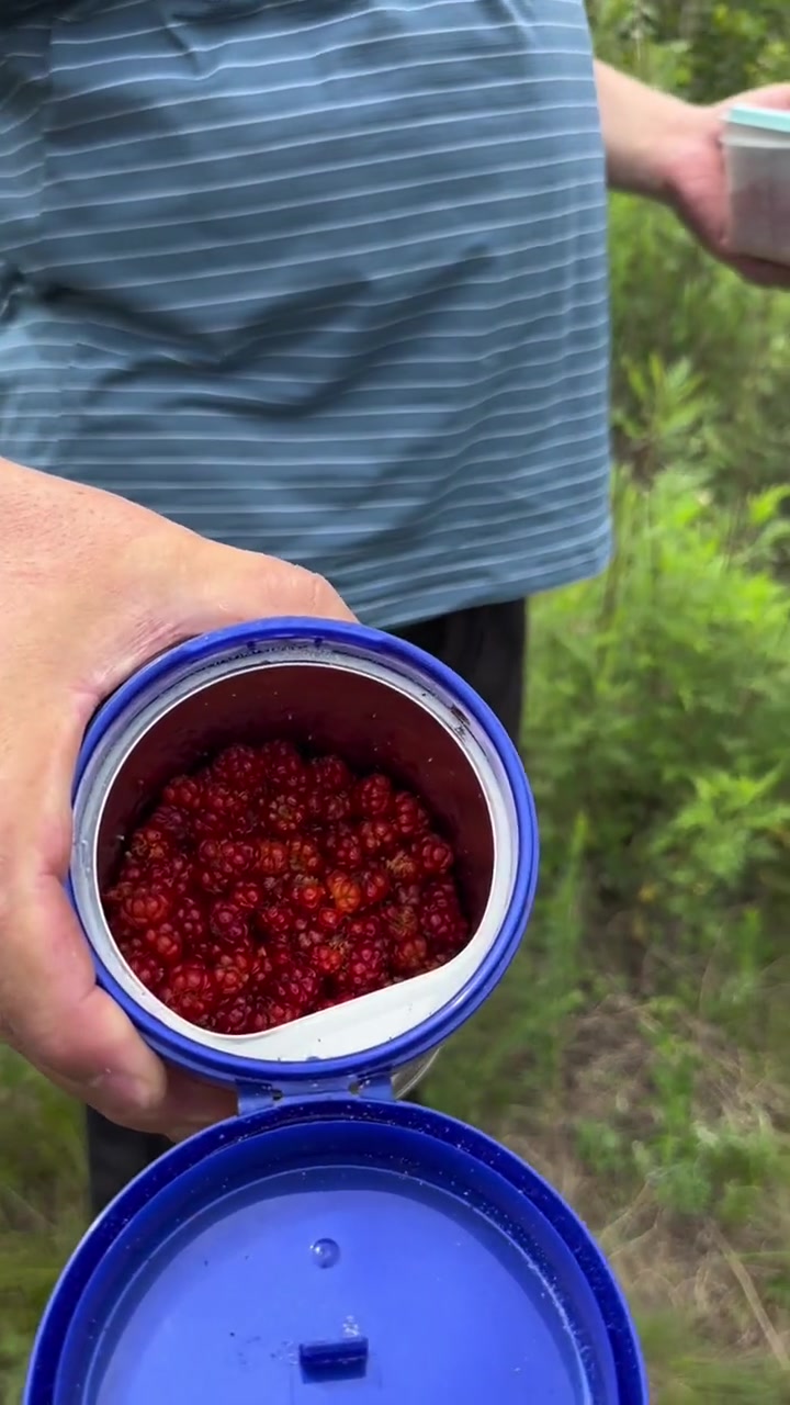 我婆婆打电话说回来摘托盘儿,老苏我俩吃完早饭赶紧往回跑。你们吃过托盘儿吗?甜酸甜酸滴!