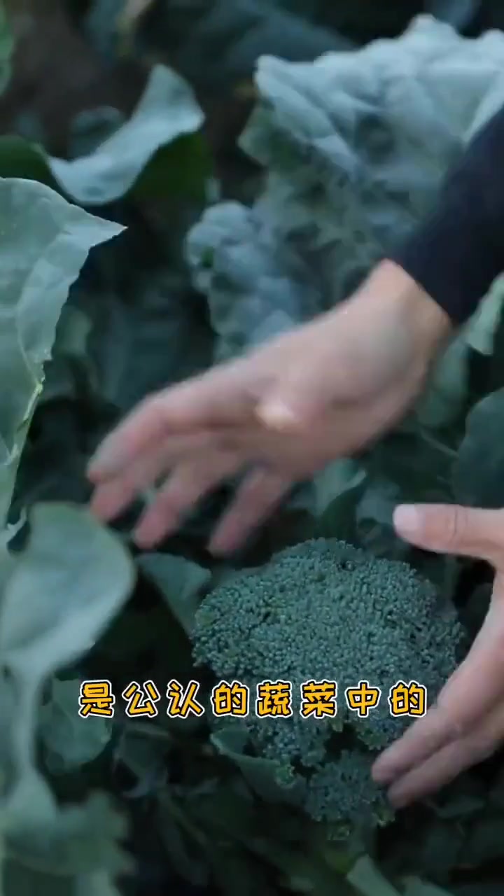 营养超双亲,西兰苔家庭种植优选