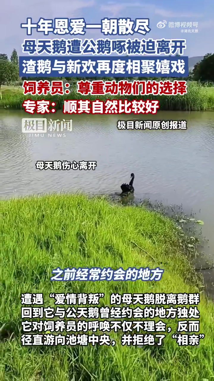 武汉一对黑天鹅原本相爱10多年,公天鹅突然移情别恋,爱上了一只新的母天鹅。原配母天鹅靠近水