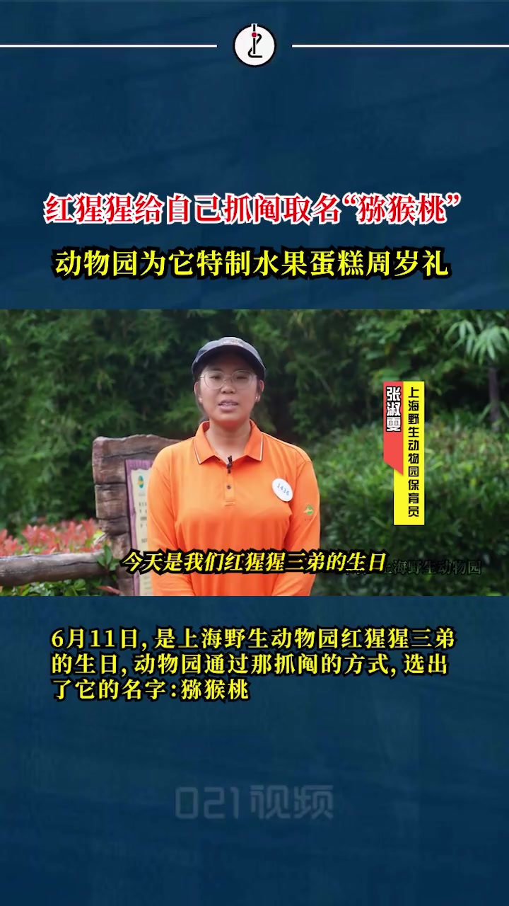 「上海野生动物园红猩猩给自己抓阄取名“猕猴桃”,动物园为它特制水果蛋糕周岁礼」6月11日,