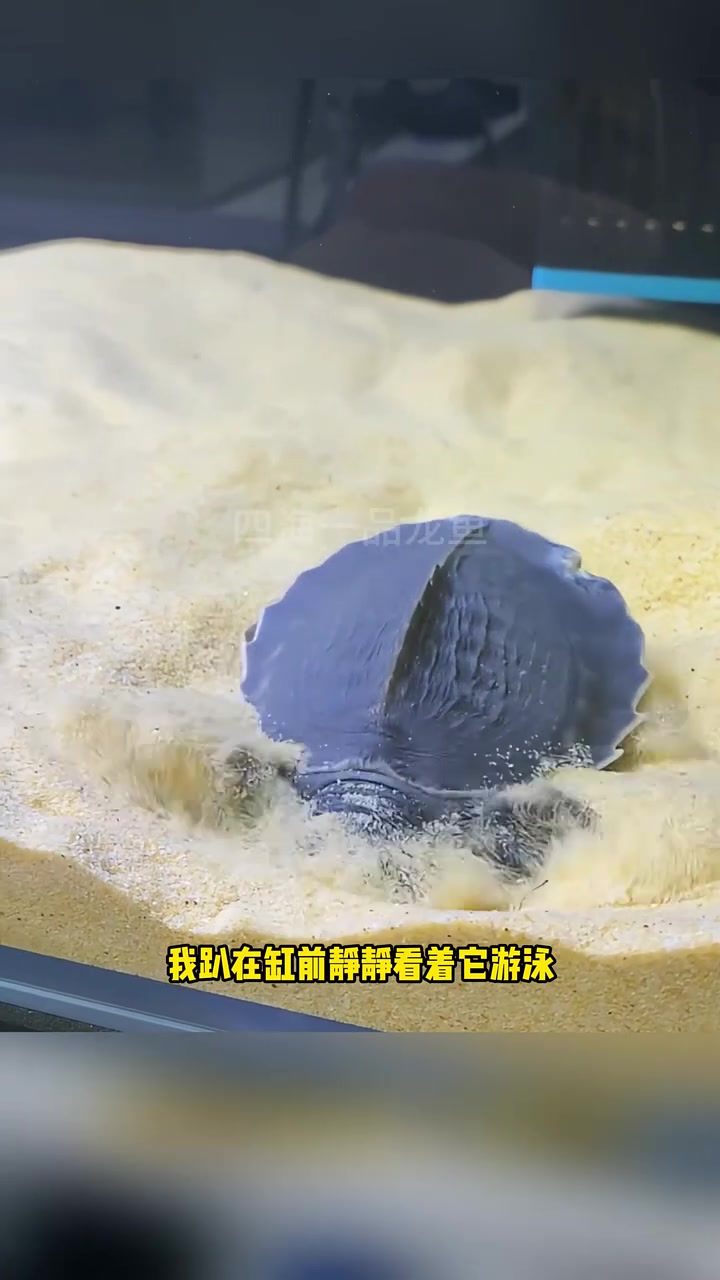 治愈猪鼻龟 水族 观赏鱼