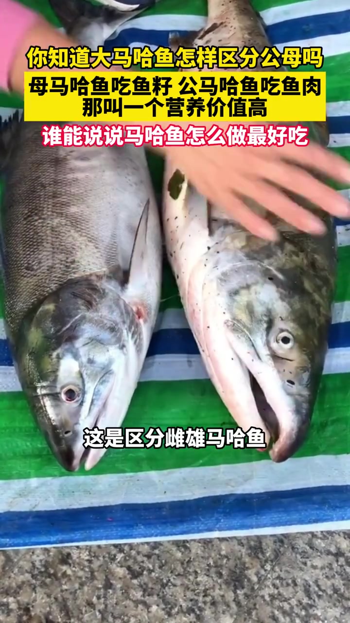 6月12日黑龙江同江,你知道大马哈鱼怎样区分公母吗?母马哈鱼吃鱼籽,公马哈鱼吃鱼肉,那叫一
