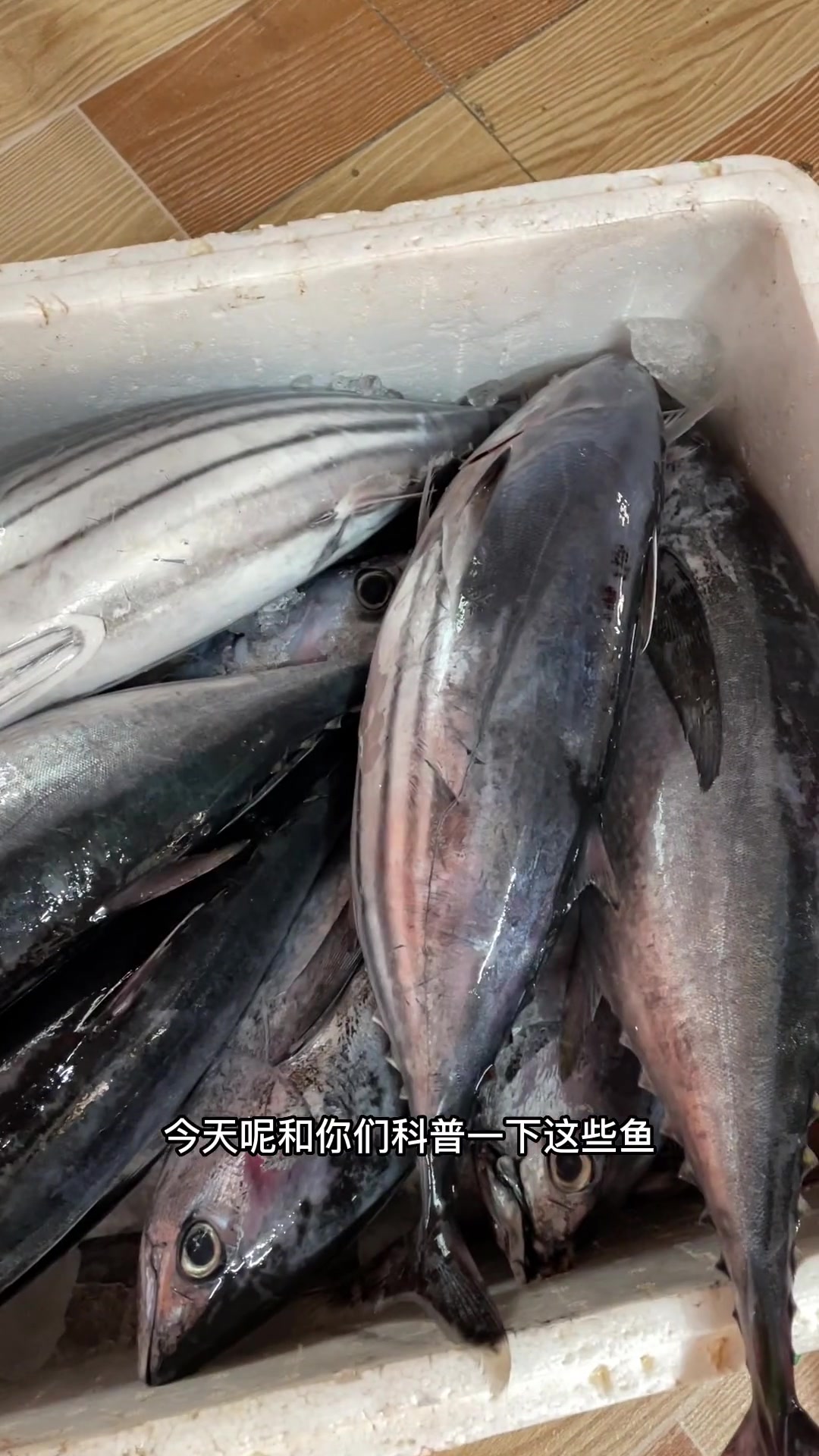 今日下鱼啦！讲讲清干金枪和当地鱼的不同