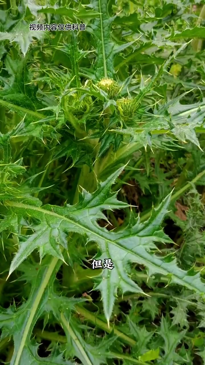 菊科植物白花大蓟，民间常叫它“鸡母刺头”