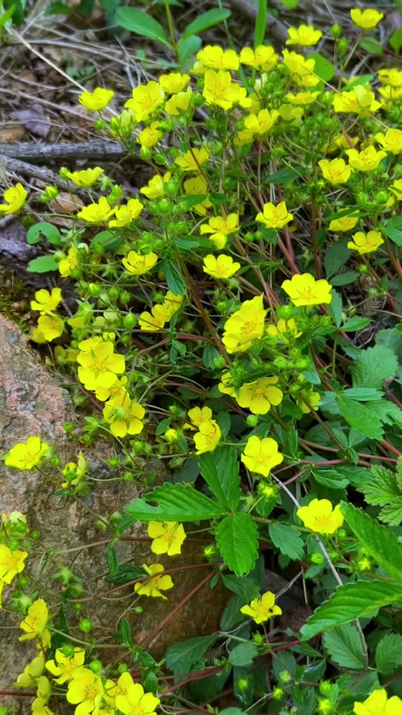 感受莓叶委陵菜的自然美景