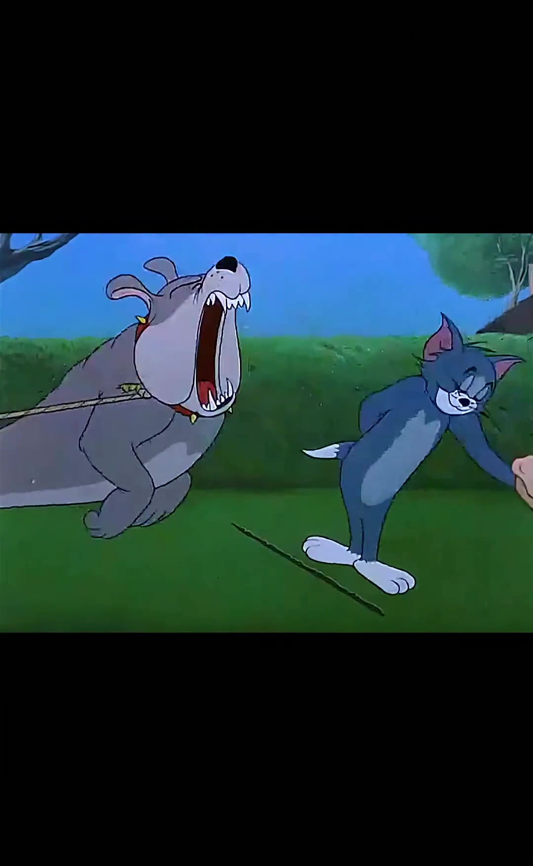 “猫和老鼠”动漫解说猫和老鼠之自以为是的猫