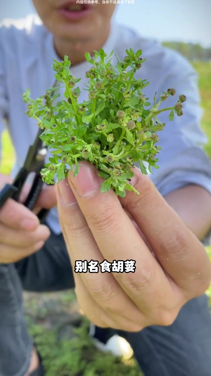 鹅不食草为一年生菊科植物石胡萎的全草,在夏秋二季采收