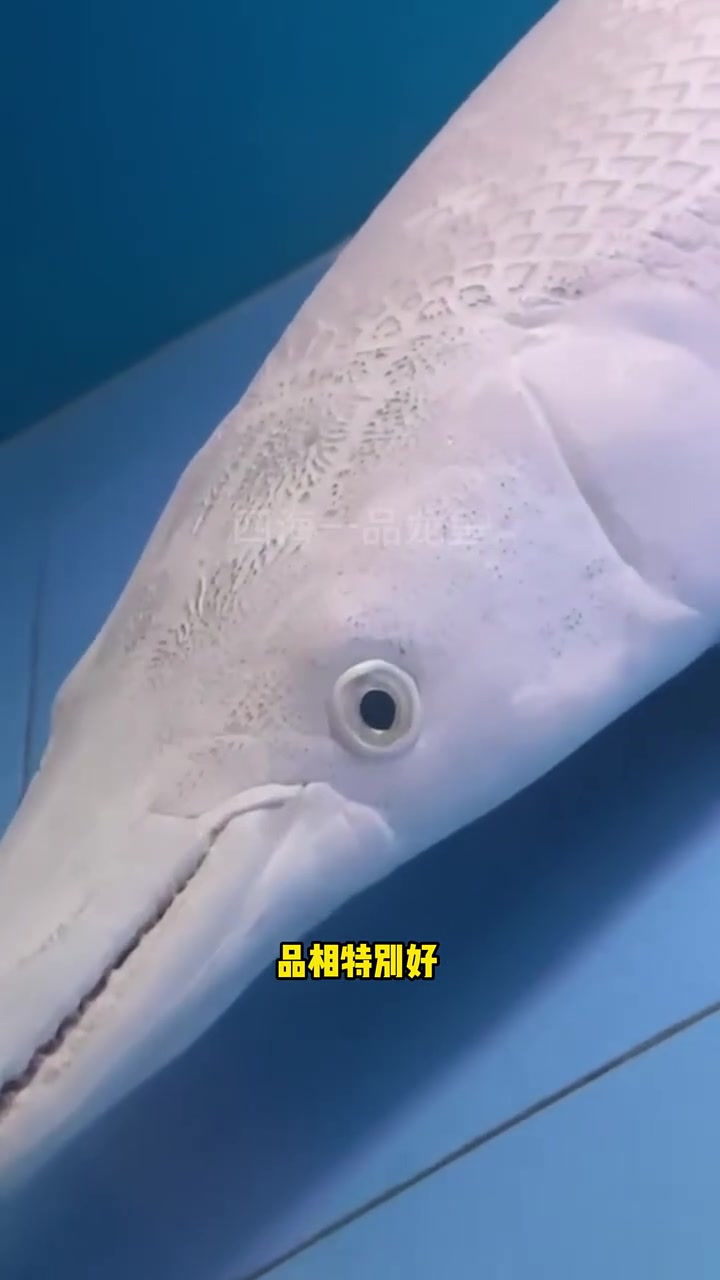 白化火箭鱼 水族 观赏鱼