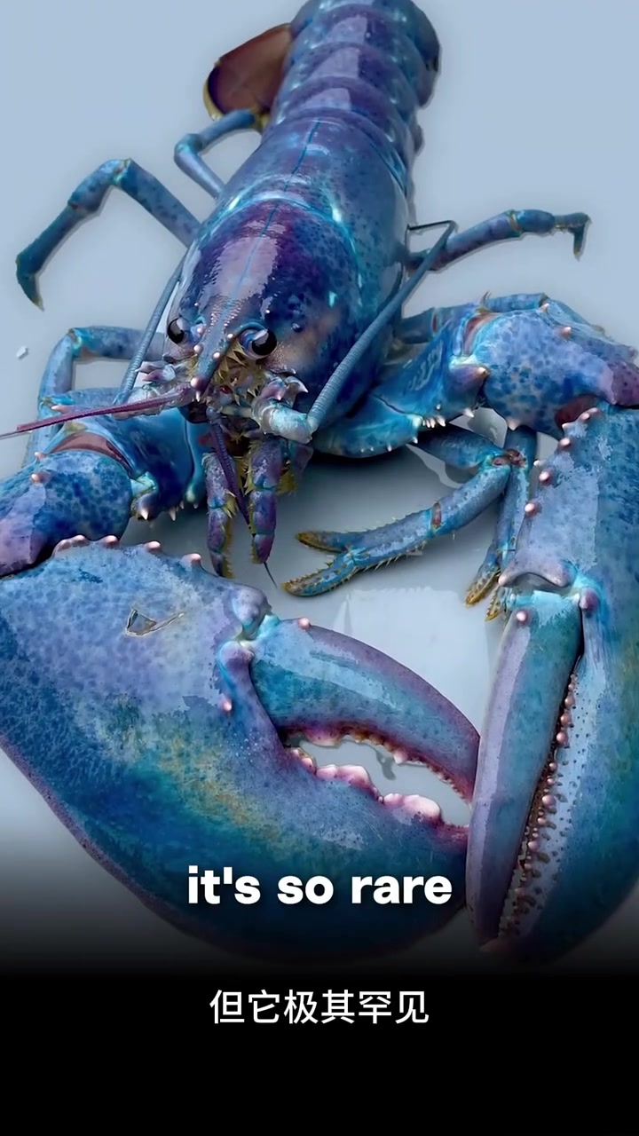 世界上最稀有的龙虾?!(棉花糖龙虾)