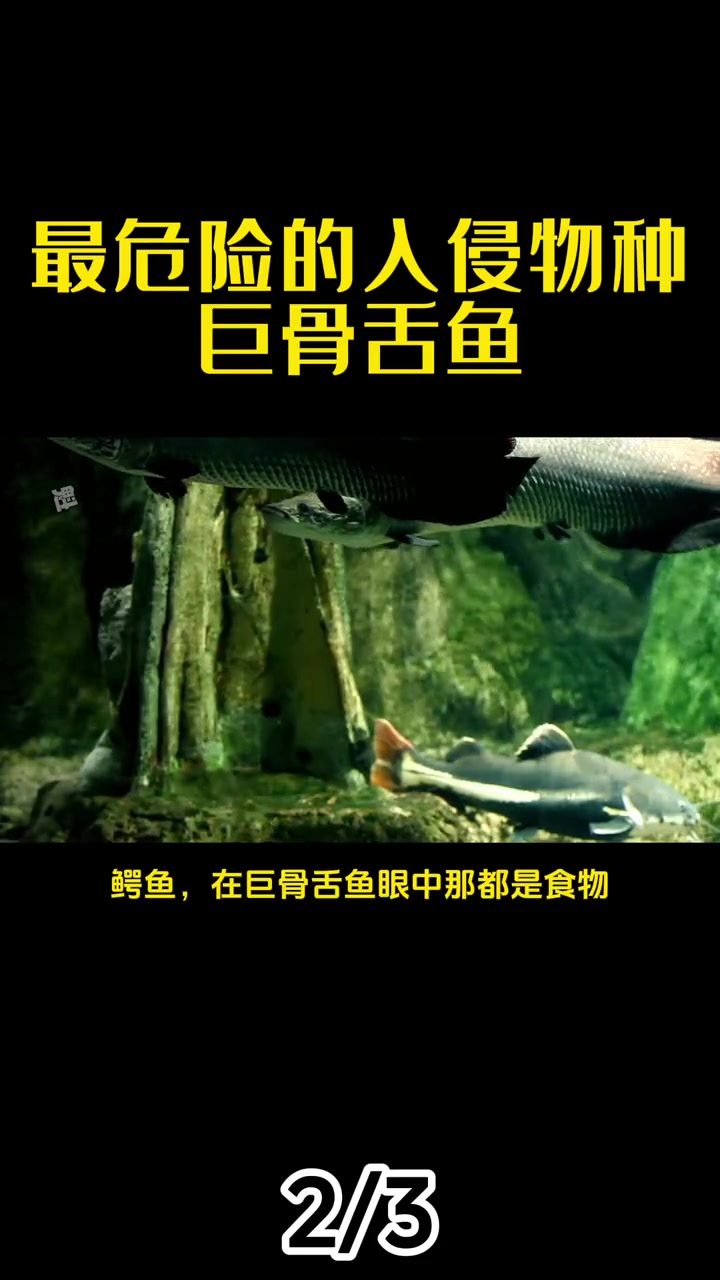 比鳄雀鳝还狠的入侵物种巨骨舌鱼，在我国混成宠物鱼界一哥