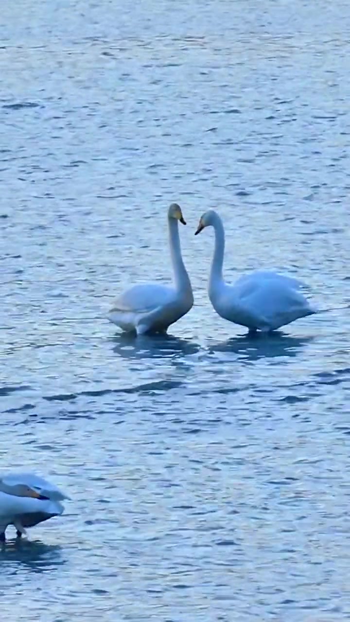 快看，两只白天鹅在水中比心呢