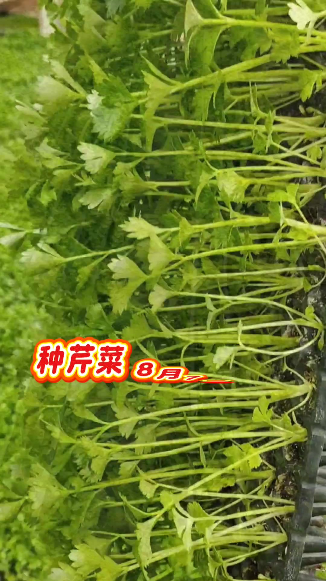 2025下半年二十四节气种菜时间表 三农 农业 农业种植