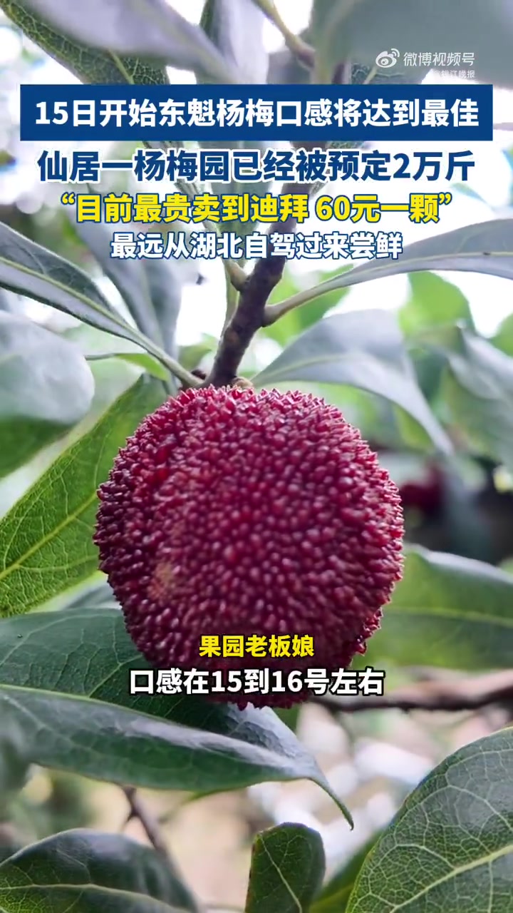 又到杨梅飘香时,浙江仙居被称为“中国杨梅第一县”,栽培杨梅有1000多年的历史。6月12日