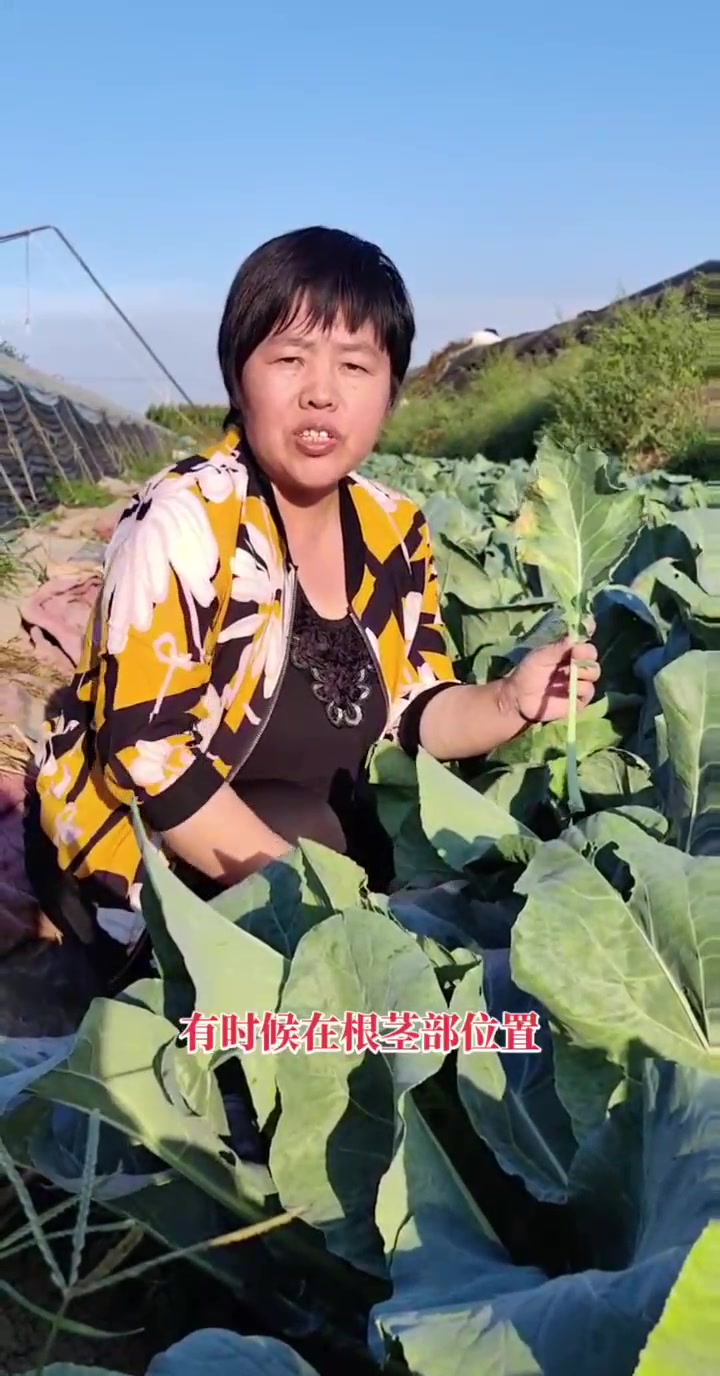 花菜(菜花)细菌性黑斑病,V型病斑,传播快,要提前预防