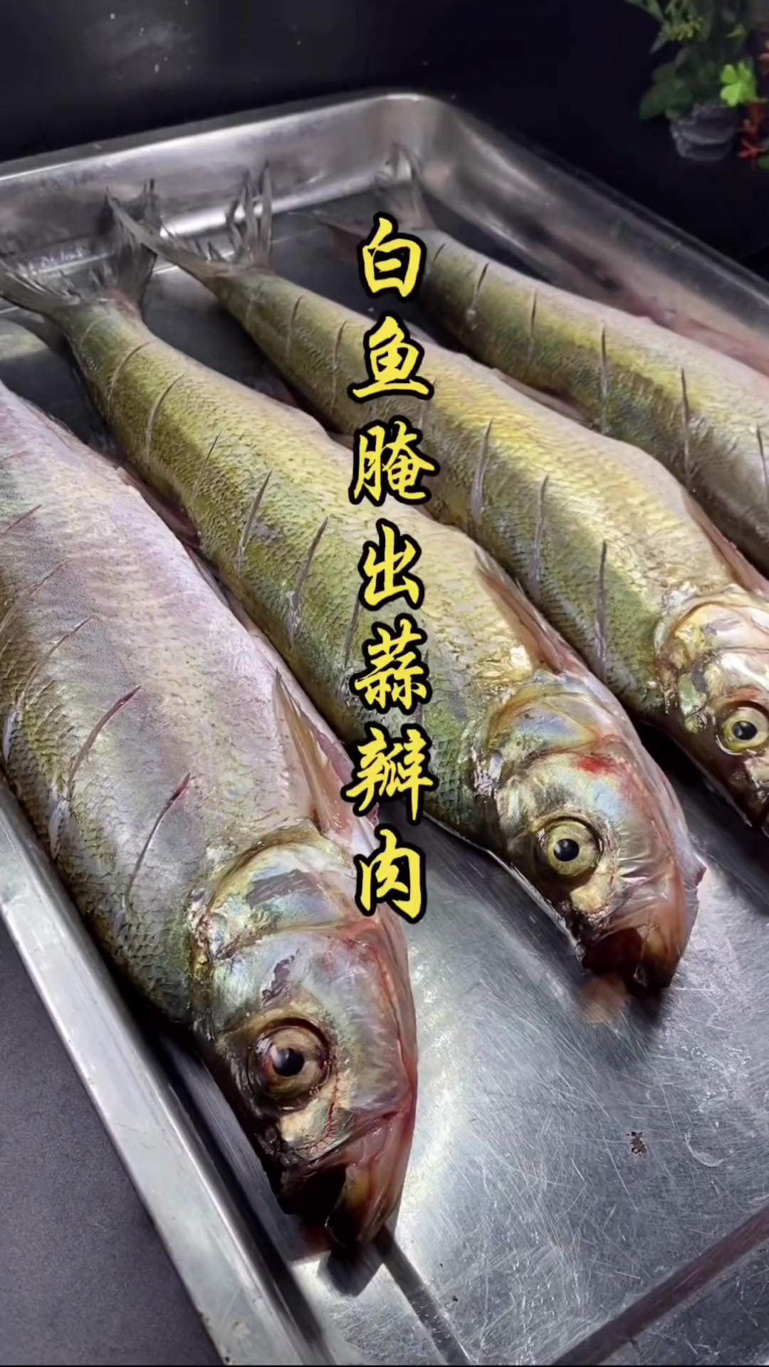 白鱼学名翘嘴红鲌,味美不腥,腌出蒜瓣肉是关键
