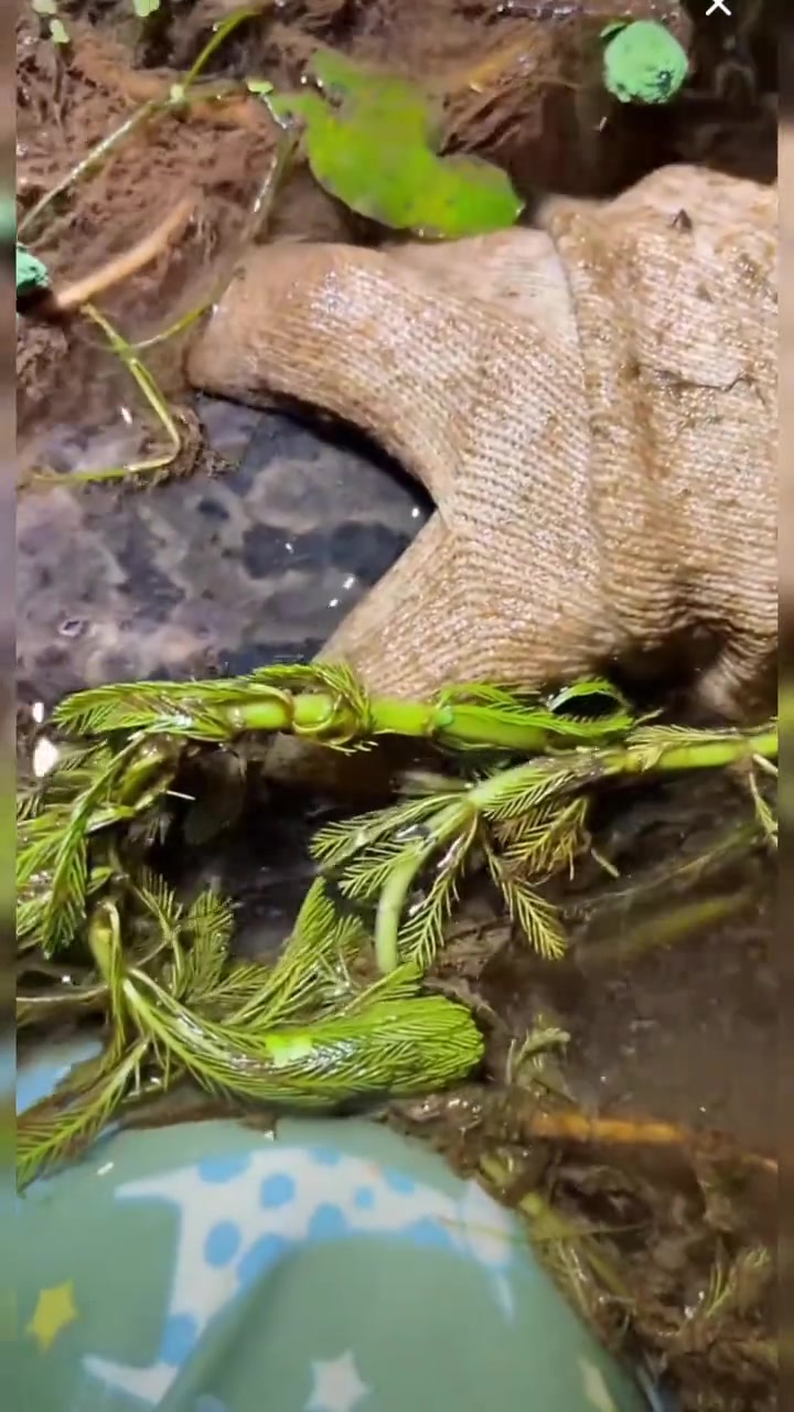 溪石斑鱼，户外捕捉野生溪鱼