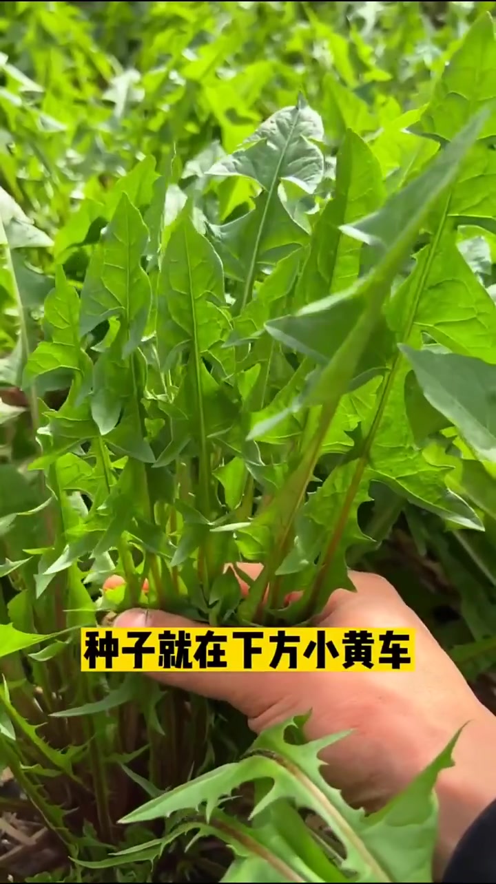 高温也可种植的绿叶蔬菜