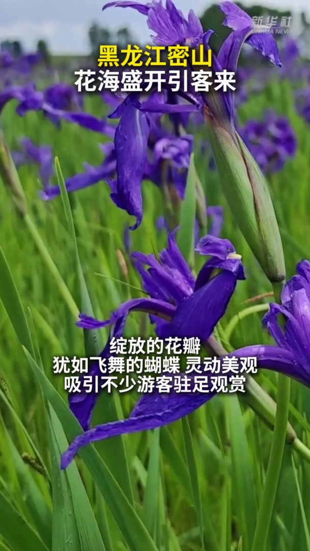 黑龙江密山：花海盛开引客来