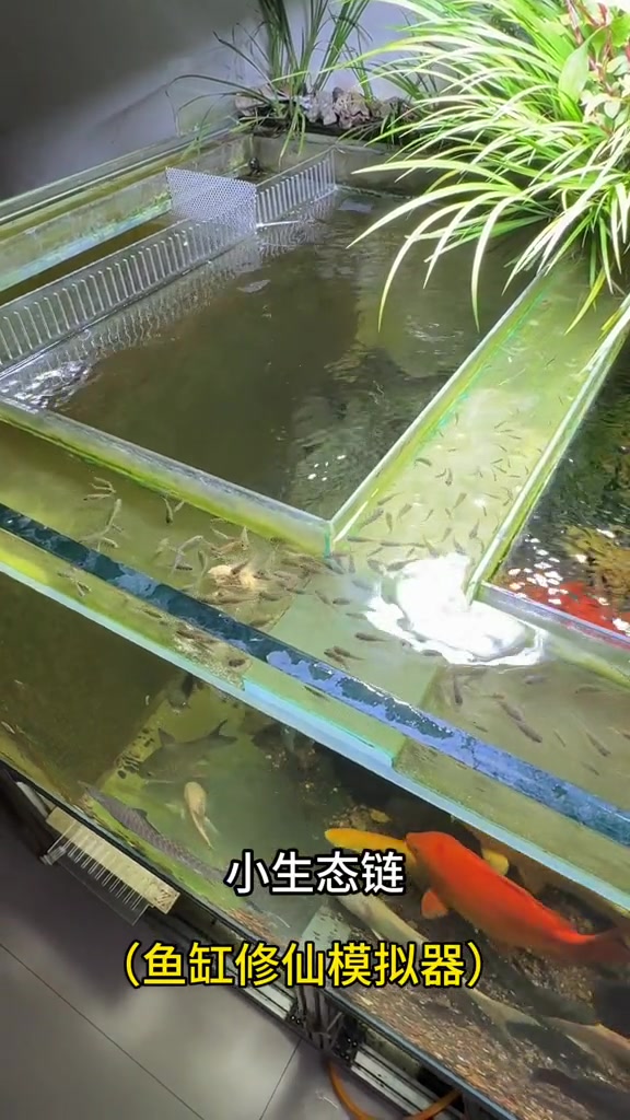 一缸养所有，完成基础建设，规划鱼缸修仙模拟器